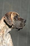 DOGUE ALLEMAND 645